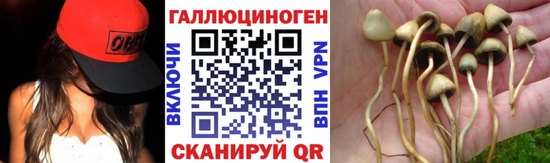 Галлюциногенные грибы Cubensis  Купить  Бокситогорск 